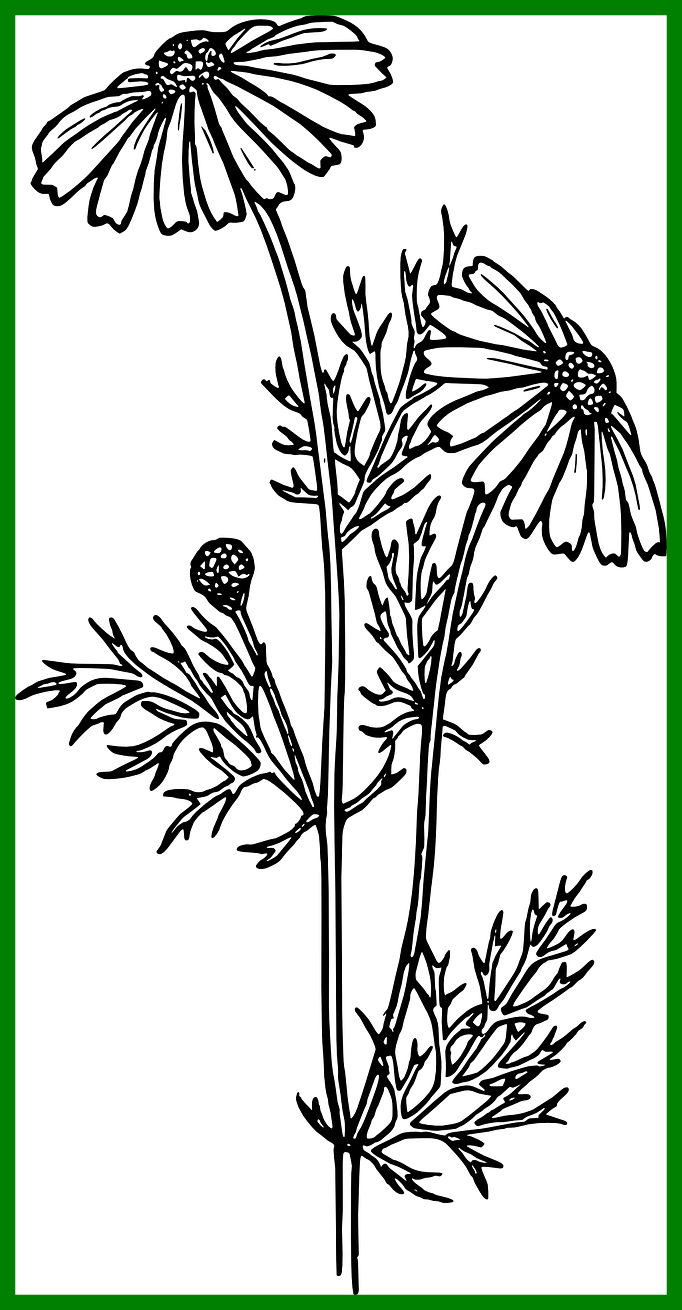 Jpg Library Stock Marvelous Daisy Chrysanthemum Png - Realistic Stem Drawings (682x1310), Png Download