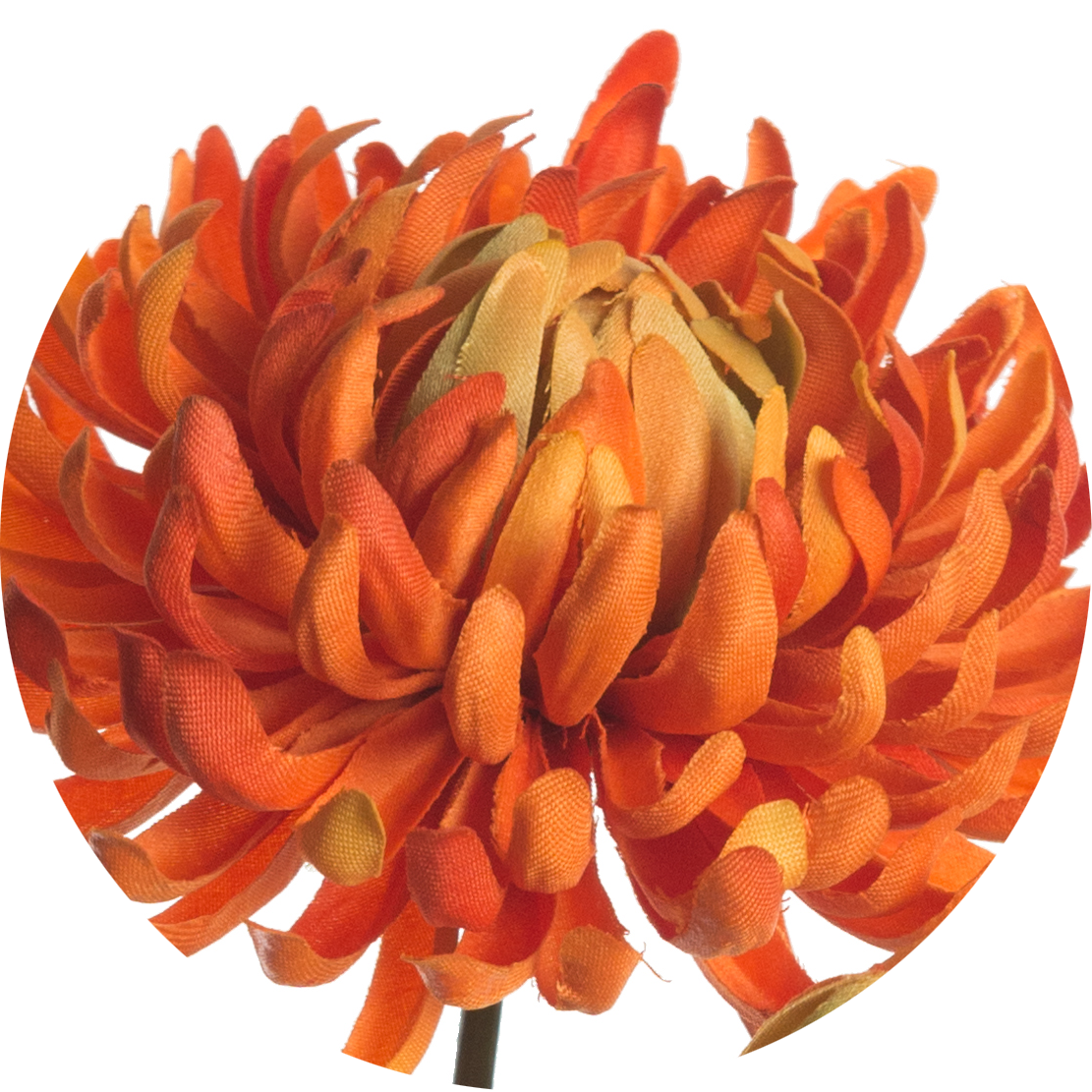 Chrysanthemum 60 Cm - Dahlia (1111x1111), Png Download