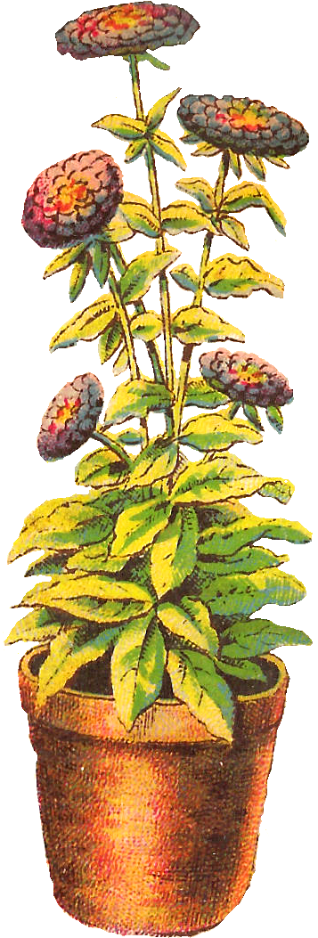 Flower Chrysanthemum Download Clip Art - Flower Pot Drawing (688x1238), Png Download