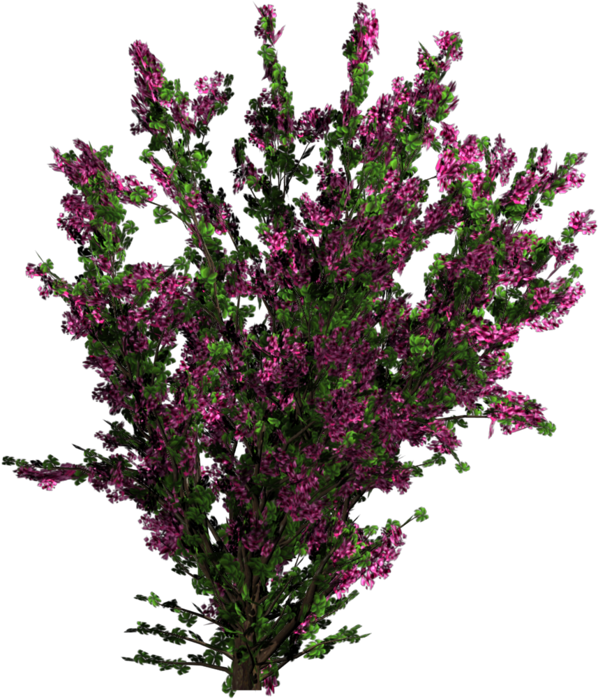 Bougainvillea - Flowers Png Texture (1024x1024), Png Download