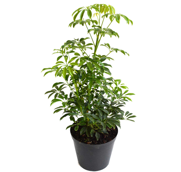 Schefflera Kalahari Bush - Floflora (1000x558), Png Download