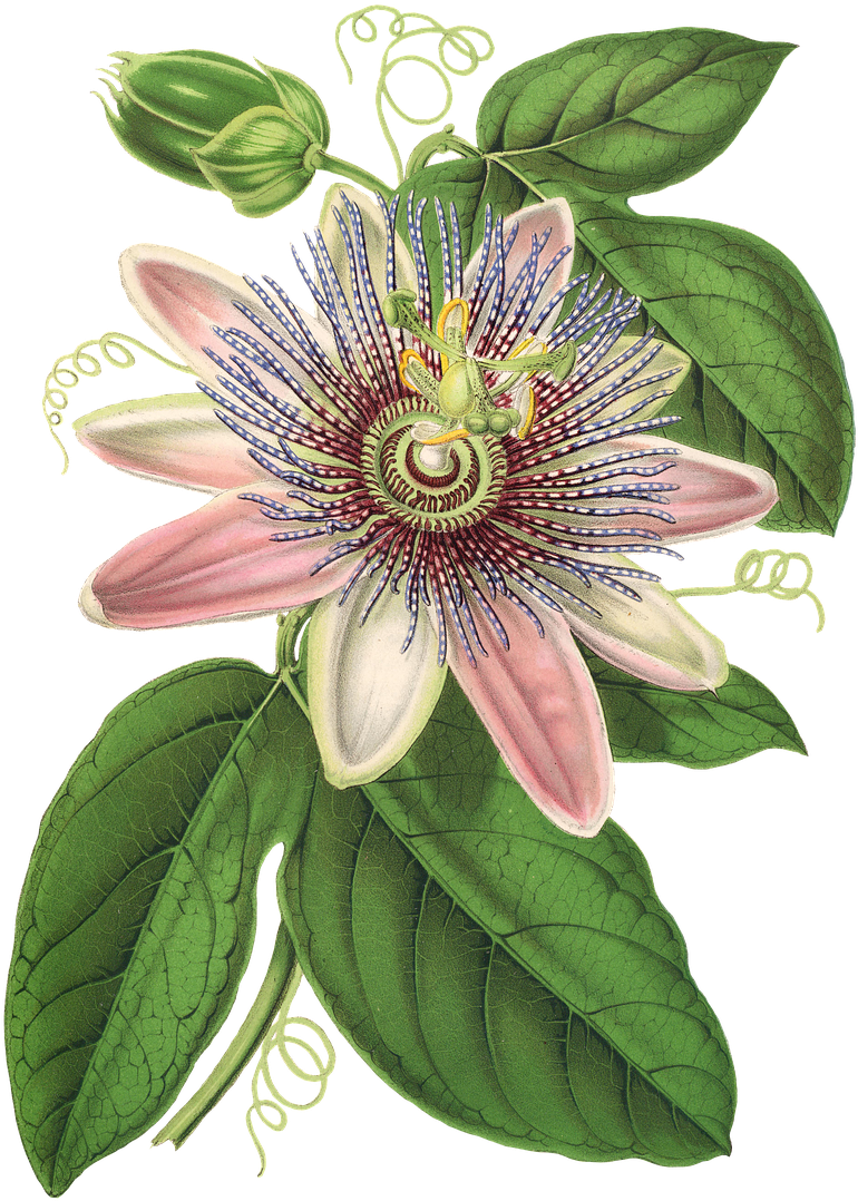 Passion Flower, Flower, Plant, Blossom, Bloom, Vintage - Passion Flower Clipart (825x1280), Png Download