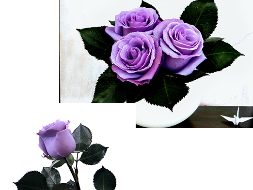Now The Unattainable Is Here - Blue Suntory Rose Png (522x393), Png Download