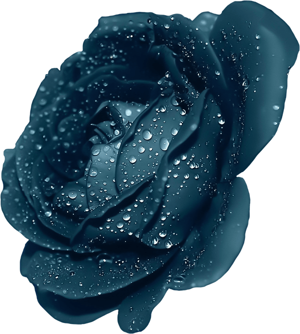 Blue Rose With Dew Clipart - Dark Blue Rose Flower (600x667), Png Download