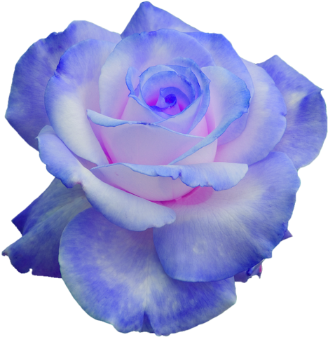 Download Rose Png Transparent Blumen Purple Blue Rose Transparent Png Image With No Background Pngkey Com