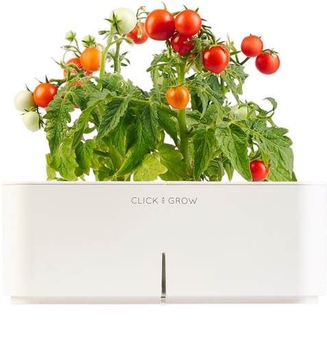 Click And Grow - Cherry Tomato Plant Png (760x610), Png Download
