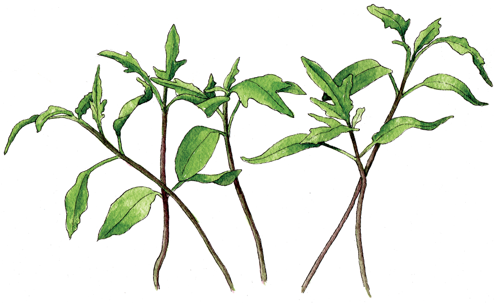 If Stored Properly These Seeds Will Remain Viable For - Berkeley (1000x612), Png Download