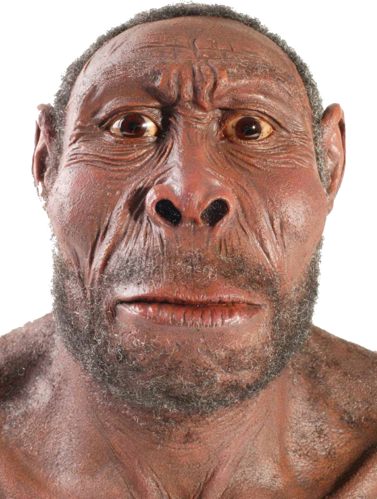 5717245 - >> - Will Humans Look Like In 1000 Years (755x1000), Png Download