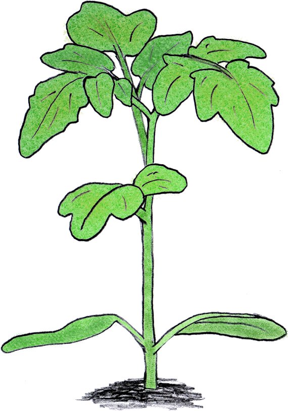 My Main Interest For The Past Decade Has Been In The - Tomato (600x860), Png Download