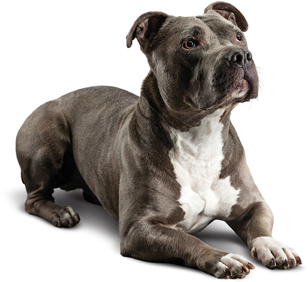 Dog - Diamond Care Sensitive Stomach Dog (852x760), Png Download