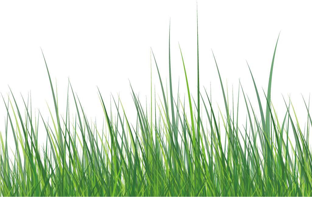 Download This Graphics Is Green Grass About Grass,roadside,ai,vector -  Download PNG Image with No Background 
