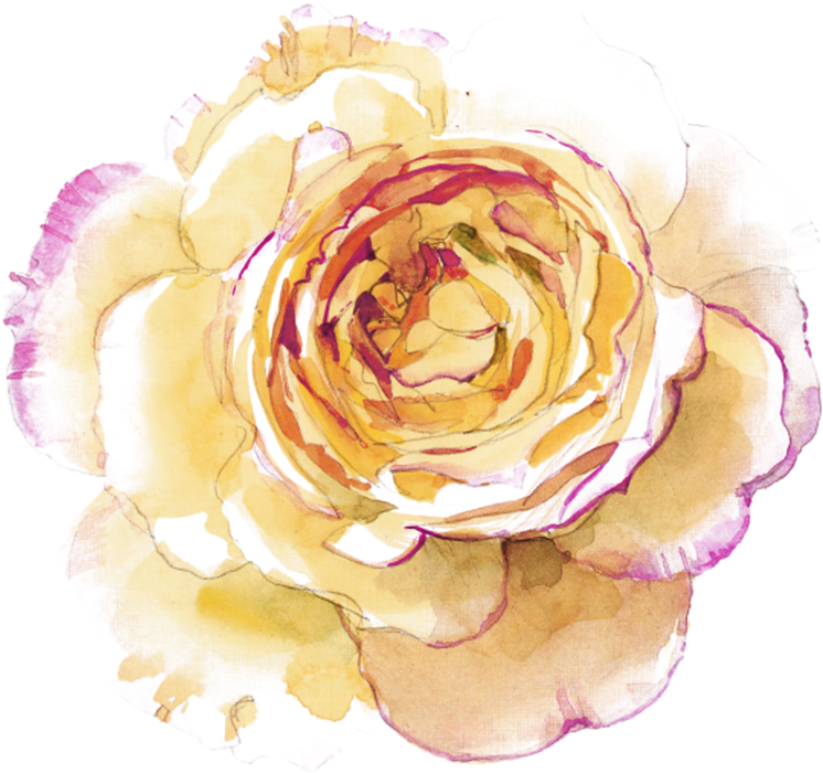 Orange Roses - Etérea Dekokissen Kissenhülle Fresko Blume 40x40 Cm (800x754), Png Download