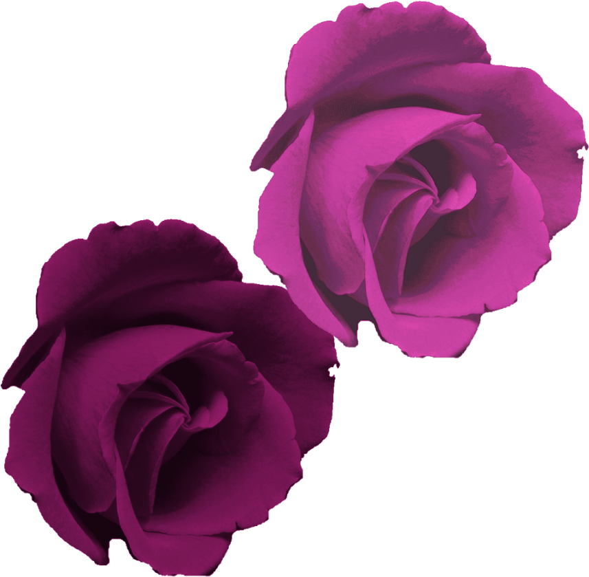 Rosa Morada Flor Png (1024x1024), Png Download
