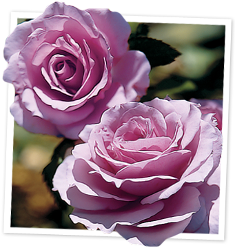 Fragrant Lavender Simplicity® - Fragrant Lavender Simplicity Hedge Rose (350x366), Png Download