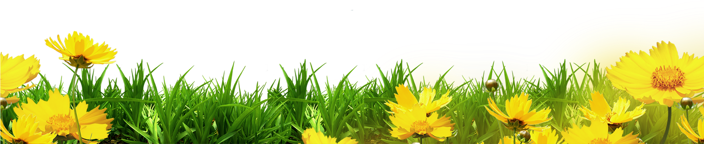 Clip Art Yellow Floral Bottom Border Transprent - Flower Bottom Border Transparent (2505x567), Png Download