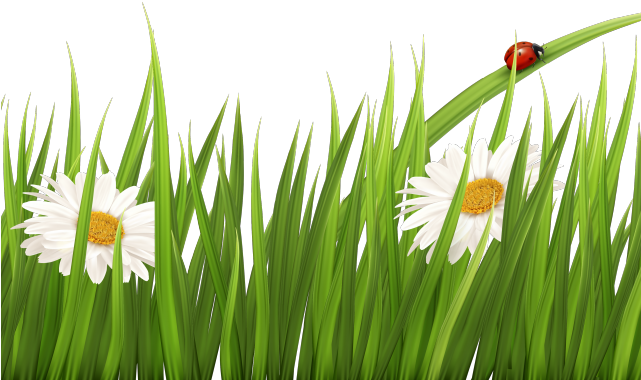 Lawn Clipart Border - Transparent Background Grass Clipart (640x480), Png Download