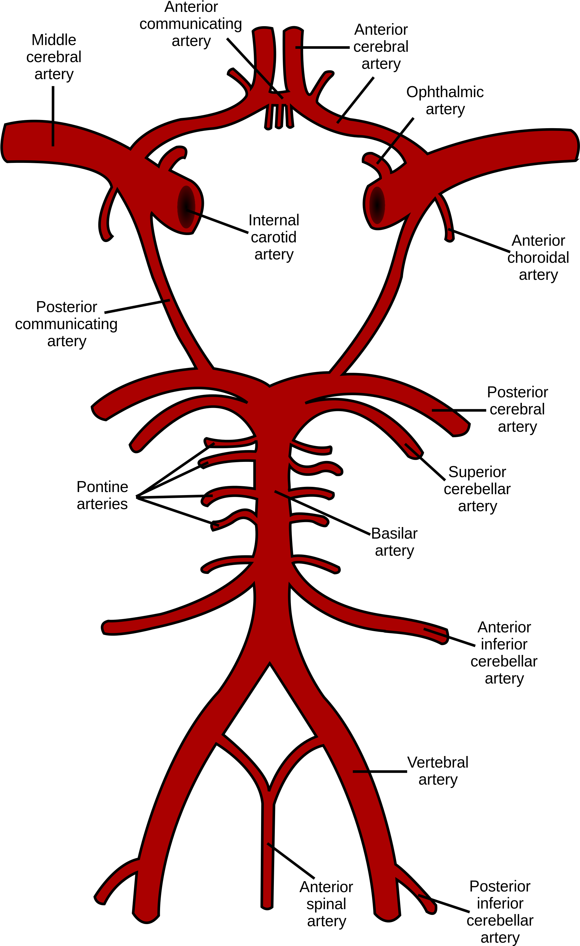 Circle Of Willis (1200x1911), Png Download