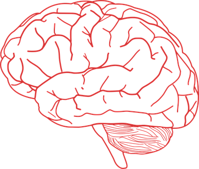 Brain Human Anatomy Body Brain Brain Brain - Brain Clipart (399x340), Png Download