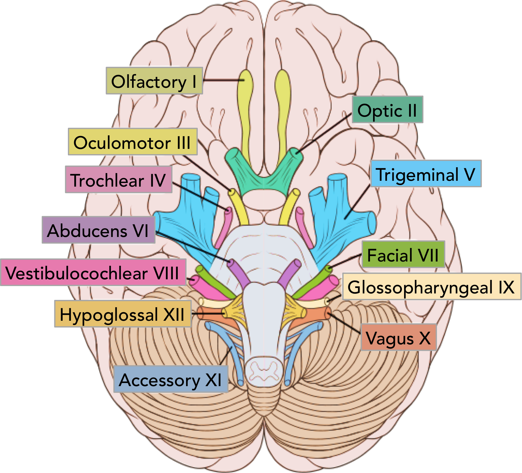 Figure 1 The Location Of The Cranial Nerves On The - Cranial Nerves Numbered (1700x1541), Png Download