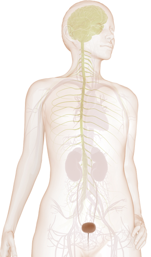 Brain-bladder Communication - Urinary Incontinence (308x525), Png Download
