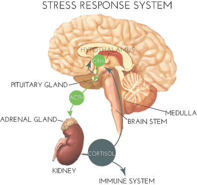 Outline Of The Control Of Glucocorticoid Secretion - Stress Hypothalamus (396x372), Png Download