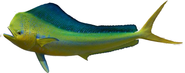 Dorado Fish (640x284), Png Download