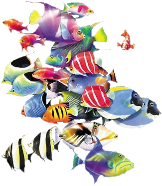 Oa-32 - School Of Fishes Png (363x423), Png Download