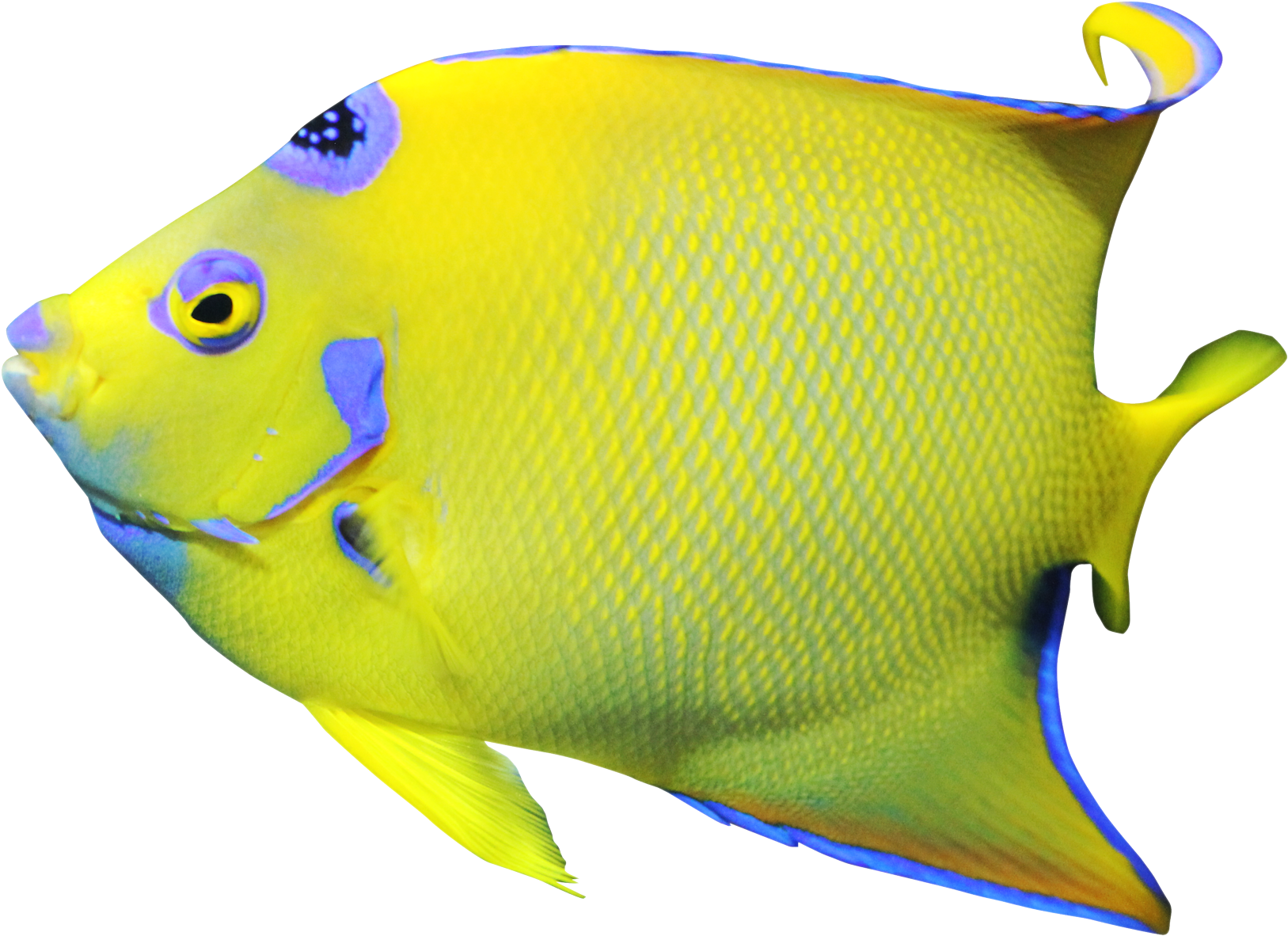 Portable Network Graphics (1800x1408), Png Download