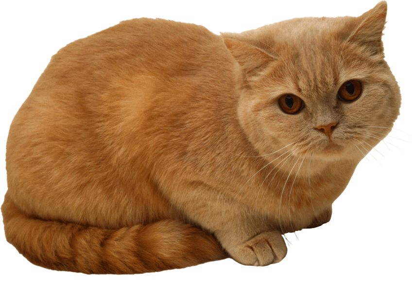 Free Png Sitting Cat Png Png Images Transparent - Sitting Cat Png (850x584), Png Download