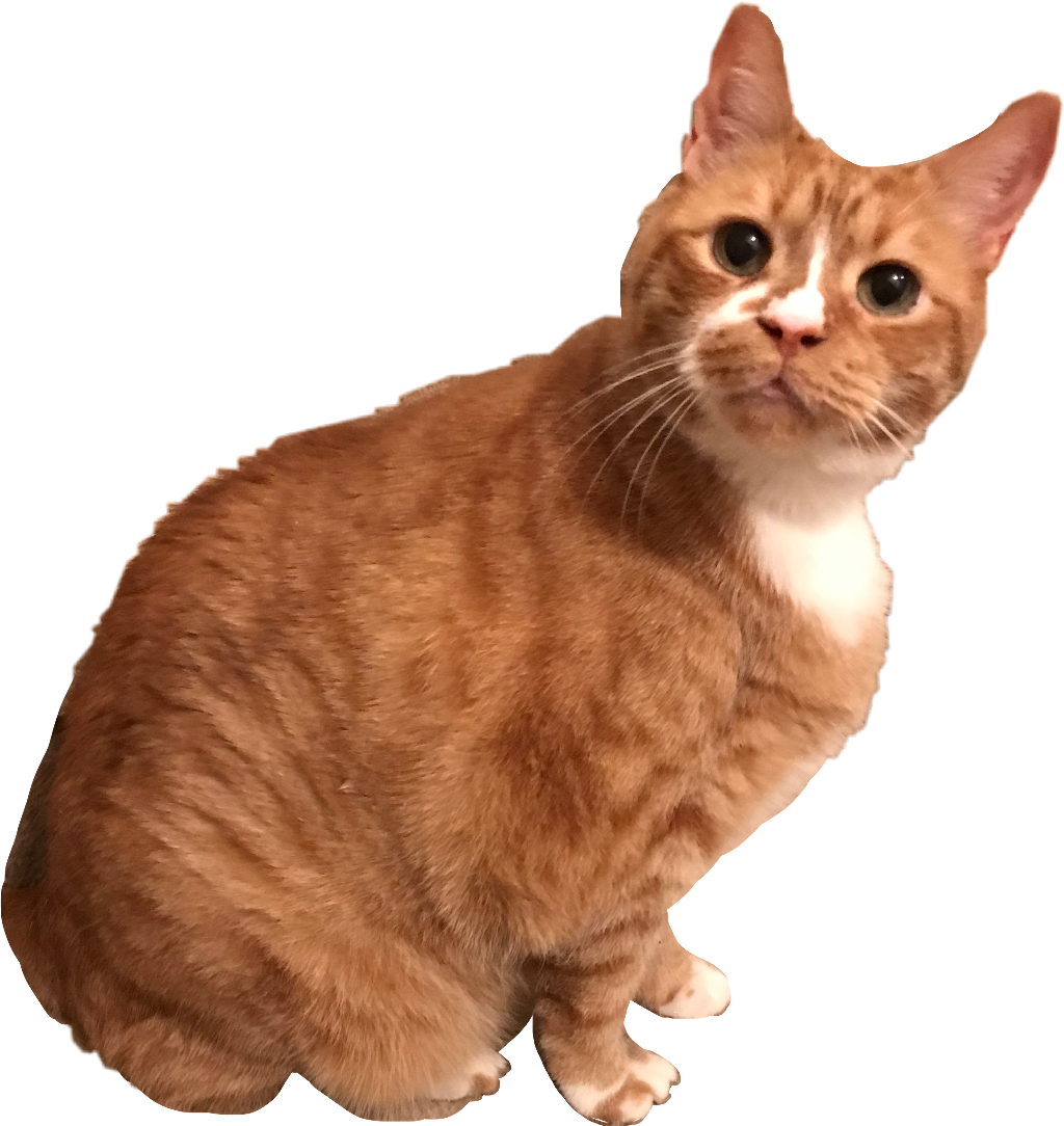 My Sweet Cat Morgan Cat Kitten Kitty Orange Tabby Morga - Cat (1024x1084), Png Download
