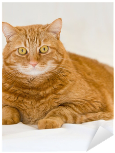 Orange Cat Tile Coaster (400x400), Png Download