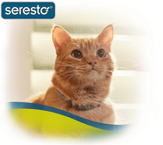 Seresto Flea & Tick Collar On Orange Cat - Cat (980x600), Png Download