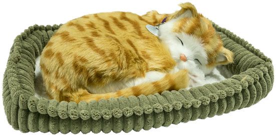 Perfact Petz Orange Tabby Kitten - Cat Grabs Treat (600x600), Png Download