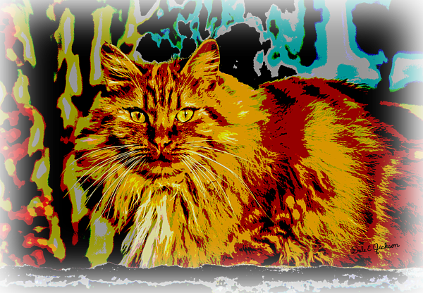 Click And Drag To Re-position The Image, If Desired - Fantastic Long-haired Golden Orange Cat (600x416), Png Download