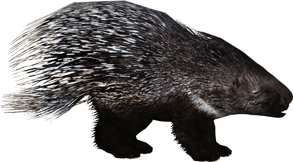 European Porcupine Additional Variants 2 - Zoo Tycoon 2 Porcupine (943x943), Png Download