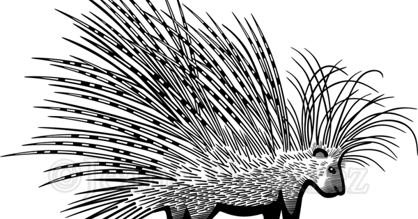 Cape Porcupine (600x315), Png Download