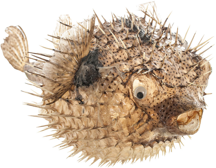 Porcupine Blowfish 19-21" (900x778), Png Download