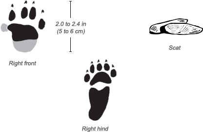 Crested Porcupine Tracks - Porcupine Tracks (484x326), Png Download
