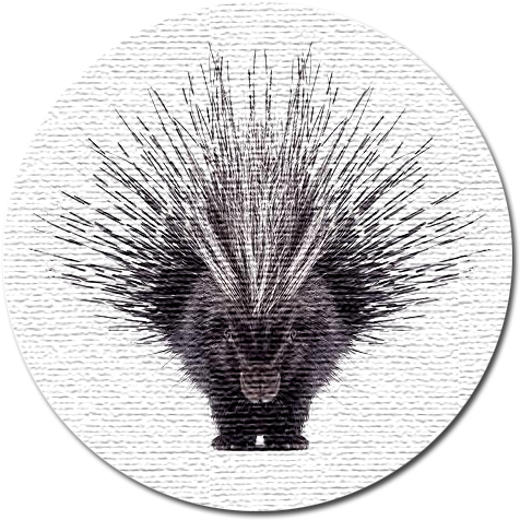 Porcupine Web Design - Beautiful Porcupine (550x500), Png Download