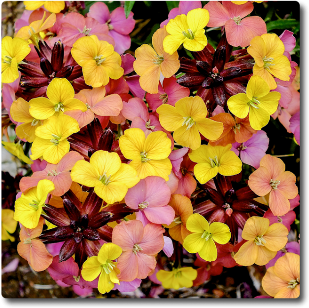 Erysimum Tropical Sunset (650x650), Png Download