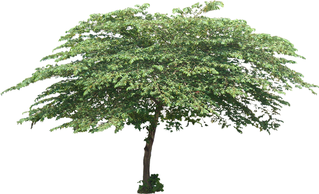 Cherry Tree Cut Out, Tree Planting, Trees To Plant, - Tree Png (1083x666), Png Download