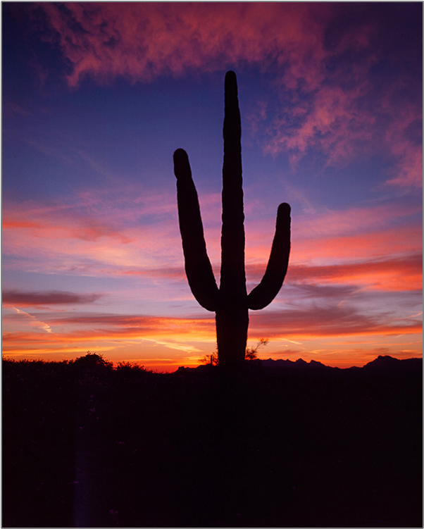 Saguaro At Sunset - Sunset (750x750), Png Download