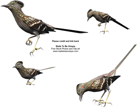 Road Runner Bird Png - Roadrunner Bird Png (600x480), Png Download