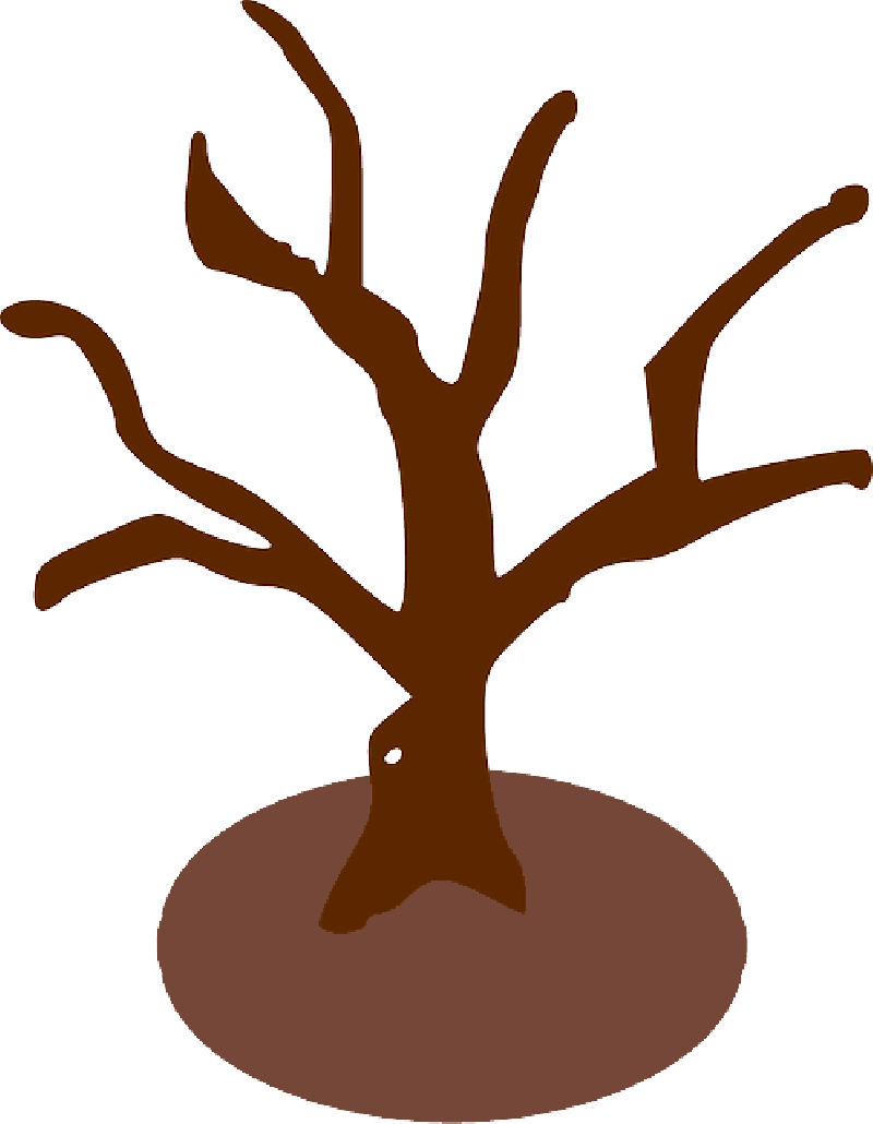 Mb Image/png - Tree Trunk Tree Branches Clipart (800x1030), Png Download