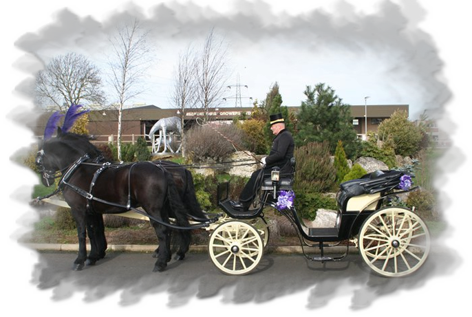Townies Carriage Hire (686x461), Png Download