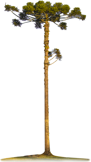 Araucarias-big - Papel Pinheiro (423x573), Png Download