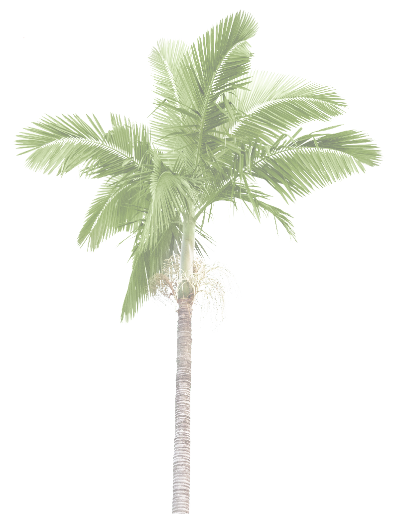Jr Palm Tree 54opacity - Poster: Rodho's Plam Trees Isolated On White Background, (797x1031), Png Download