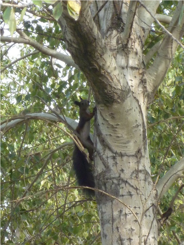 The Horqin Desert Project Is Just A Part Of Our Worldwide - Pond Pine (1130x848), Png Download