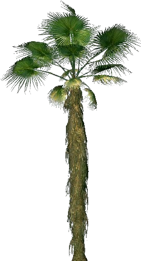 Washingtonia Filifera - California Palm (750x527), Png Download