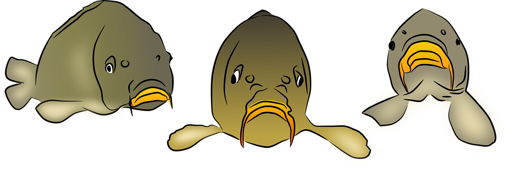 Carp, Fish, Pond, Lake, Fishing - Common Carp (1005x340), Png Download